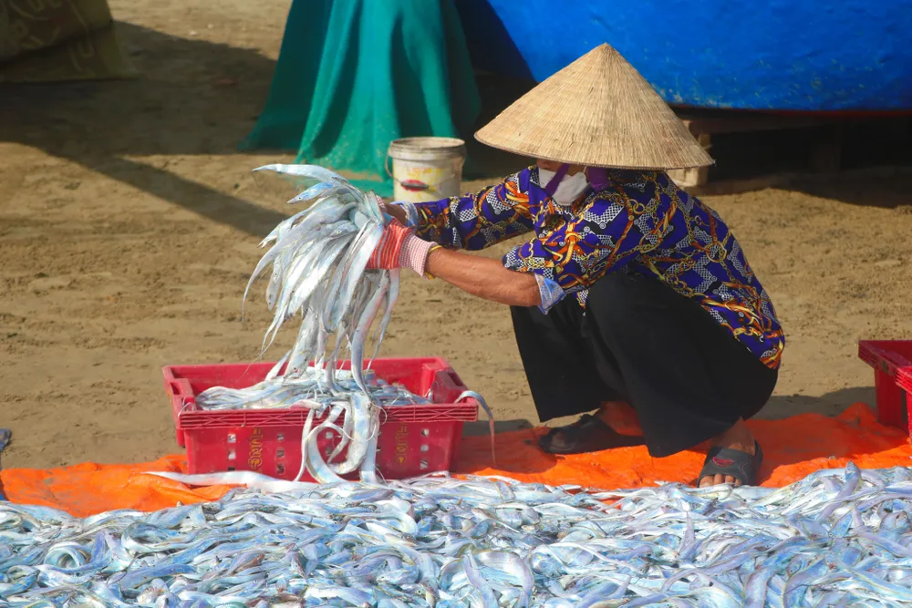 Ngư dân Hà Tĩnh trúng “lộc biển” những ngày đầu vụ cá Bắc ảnh 17
