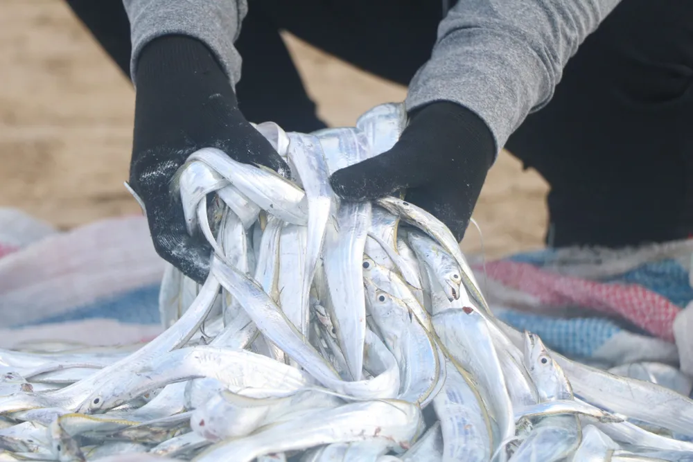 Ngư dân Hà Tĩnh trúng “lộc biển” những ngày đầu vụ cá Bắc ảnh 20