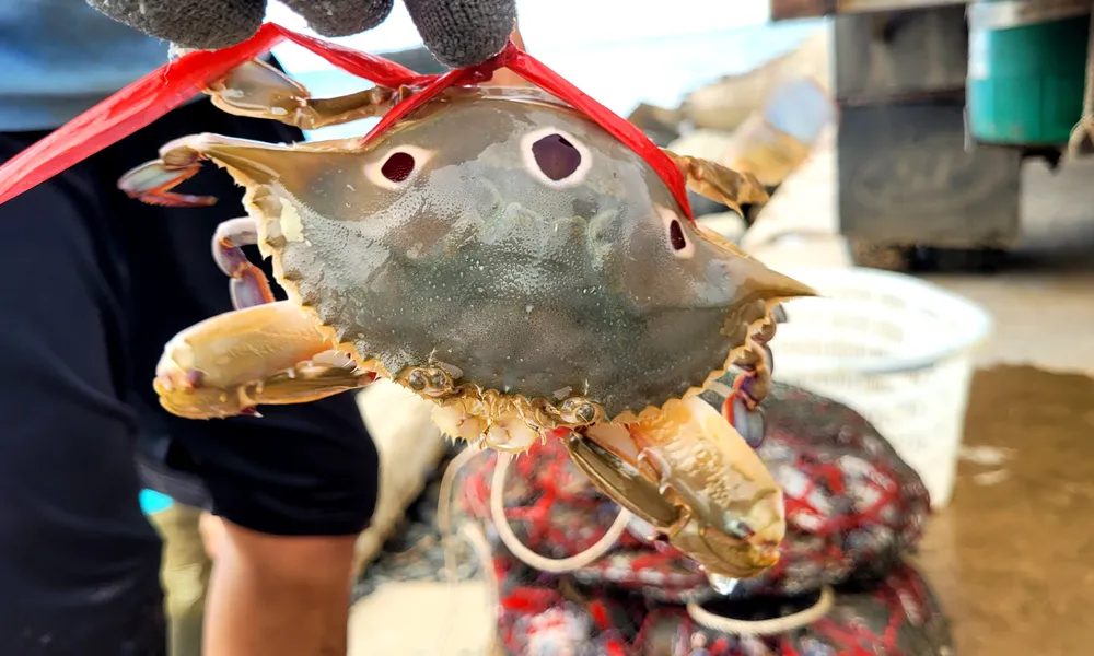 Ngư dân Hà Tĩnh trúng “lộc biển” những ngày đầu vụ cá Bắc ảnh 30