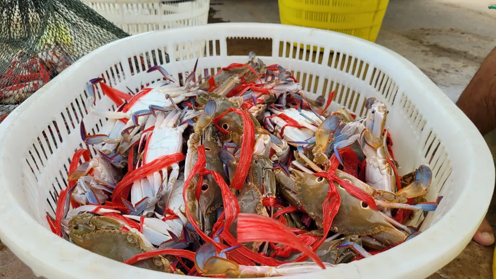 Ngư dân Hà Tĩnh trúng “lộc biển” những ngày đầu vụ cá Bắc ảnh 24