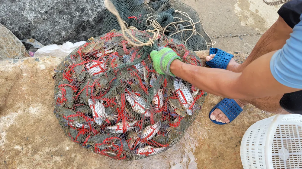 Ngư dân Hà Tĩnh trúng “lộc biển” những ngày đầu vụ cá Bắc ảnh 27