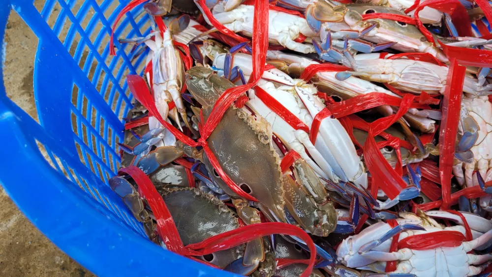 Ngư dân Hà Tĩnh trúng “lộc biển” những ngày đầu vụ cá Bắc ảnh 26