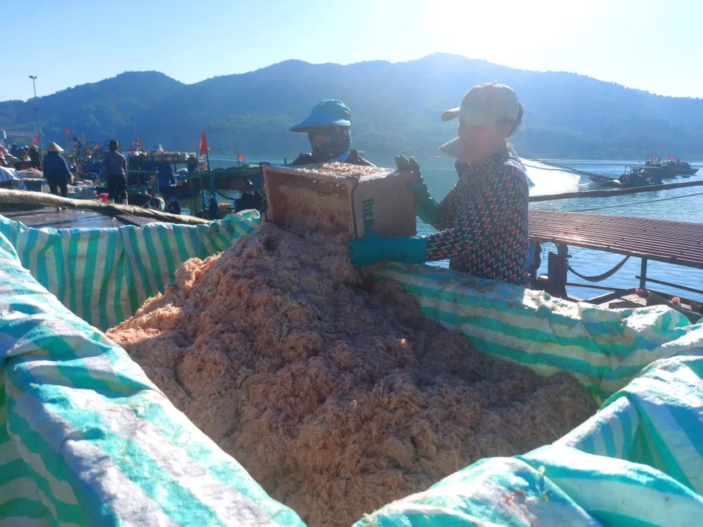 Trúng đậm ruốc biển cũng tạo việc làm cho nhiều lao động tại cảng cá Cửa Sót Trúng đậm ruốc biển cũng tạo việc làm cho nhiều lao động tại cảng cá Cửa Sót