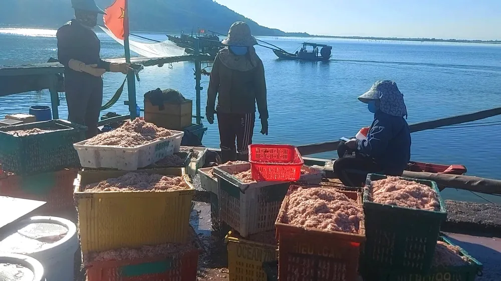 Ruốc biển đưa vào cảng cá và được thương lái thu mua tại chỗ Ruốc biển đưa vào cảng cá và được thương lái thu mua tại chỗ