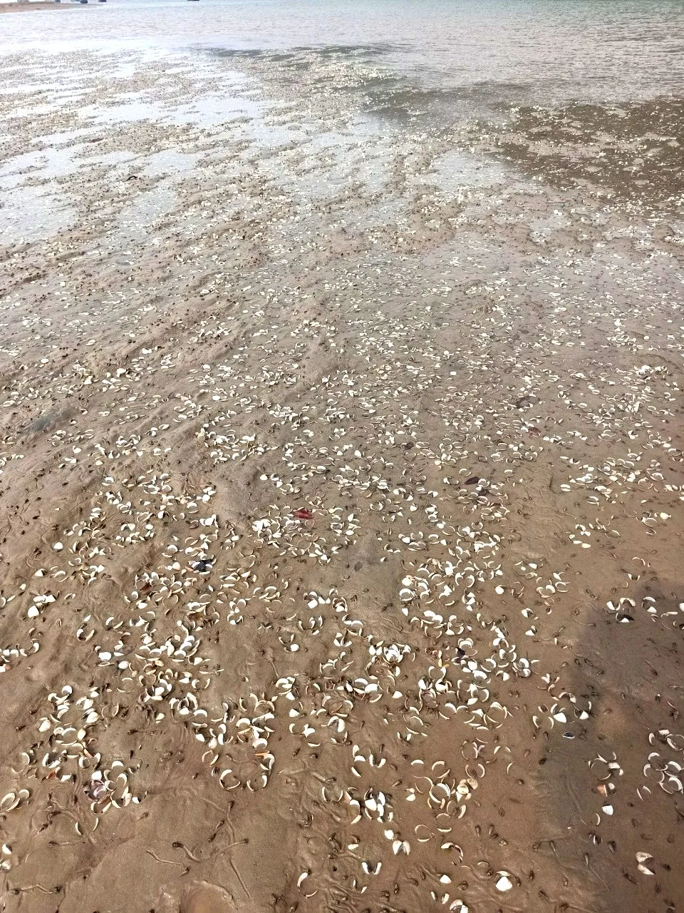 Nhiều nghêu nuôi bị chết tại bãi bồi ven sông Rào Cái (xã Đỉnh Bàn) Nhiều nghêu nuôi bị chết tại bãi bồi ven sông Rào Cái (xã Đỉnh Bàn)