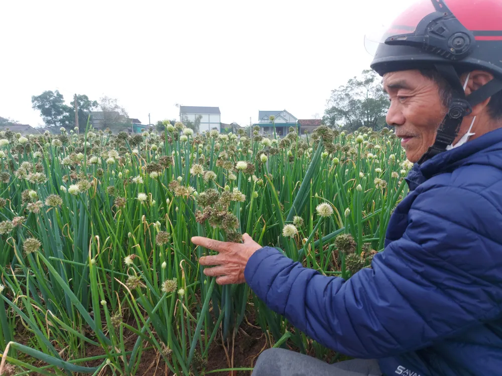 Sản xuất hành mang lại thu nhập cho người dân ở thôn Lồng Lộng