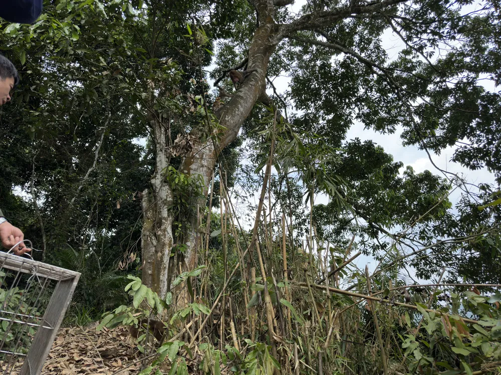 Các cá thể động vật hoang dã được tái thả về tự nhiên