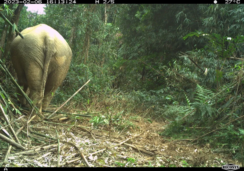 Voi rừng khỏe mạnh bình thường