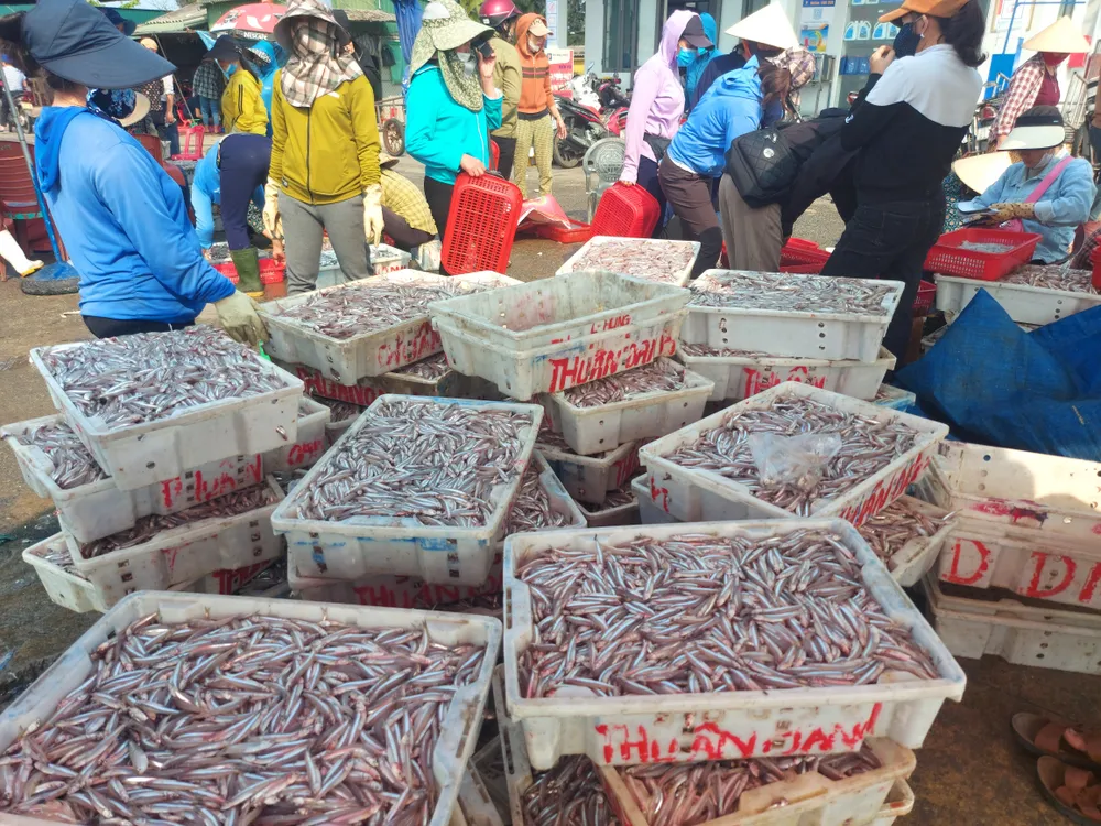 Nhiều phụ nữ tham gia bốc xếp, mua bán cá cơm tại cảng