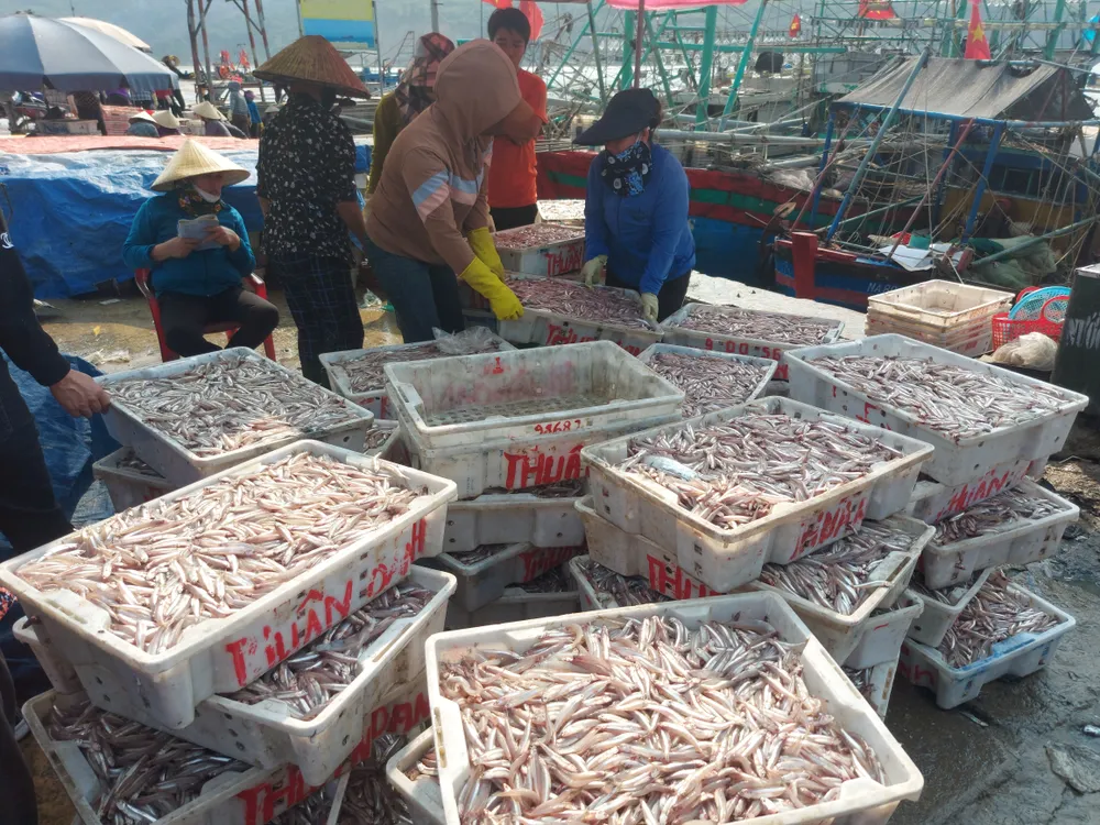 Cân cá cơm tại cảng Cửa Sót