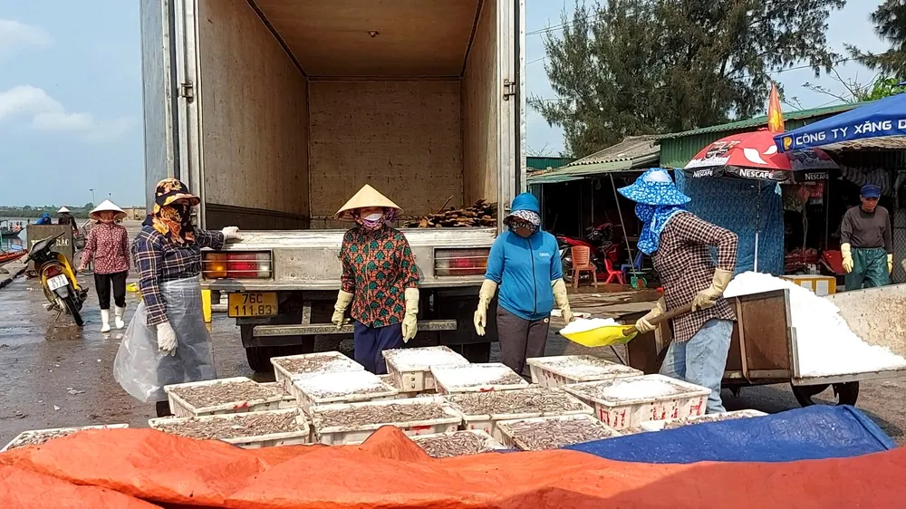 Bốc xếp cá cơm lên thùng ô tô tải