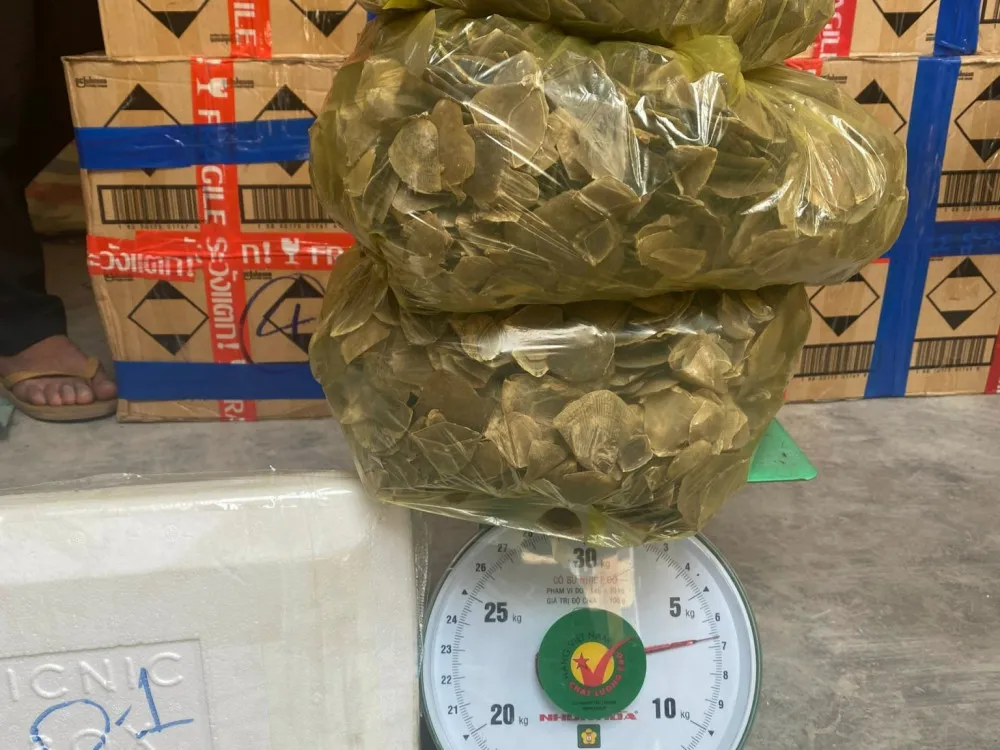 Vảy tê tê do Đặng Văn Đường mua về để bán kiếm lời Vảy tê tê do Đặng Văn Đường mua về để bán kiếm lời