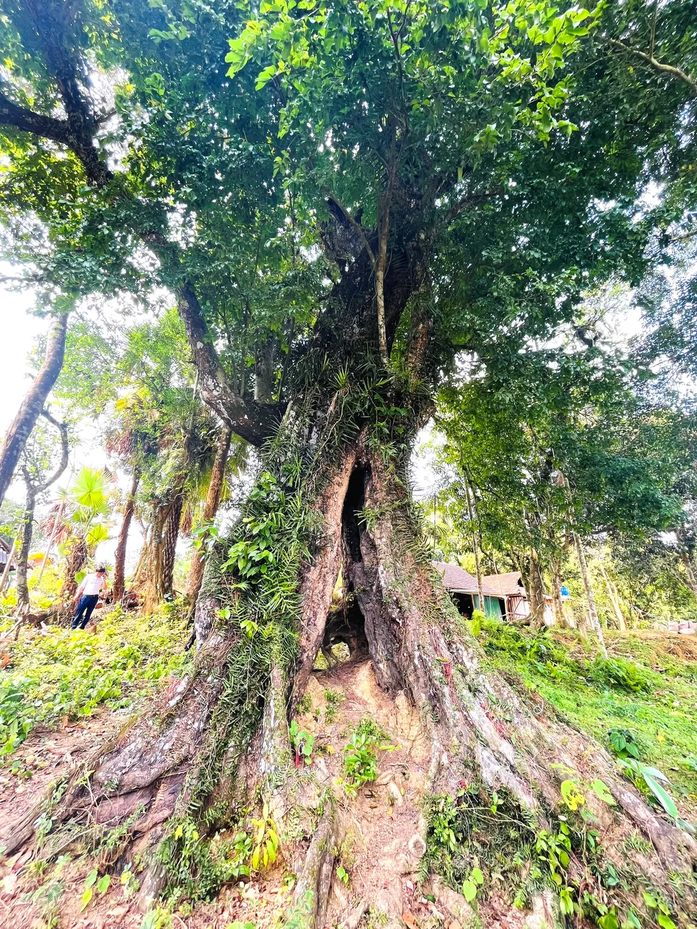 Cây thị cổ thụ phát triển xanh tốt, sừng sững giữa đất trời