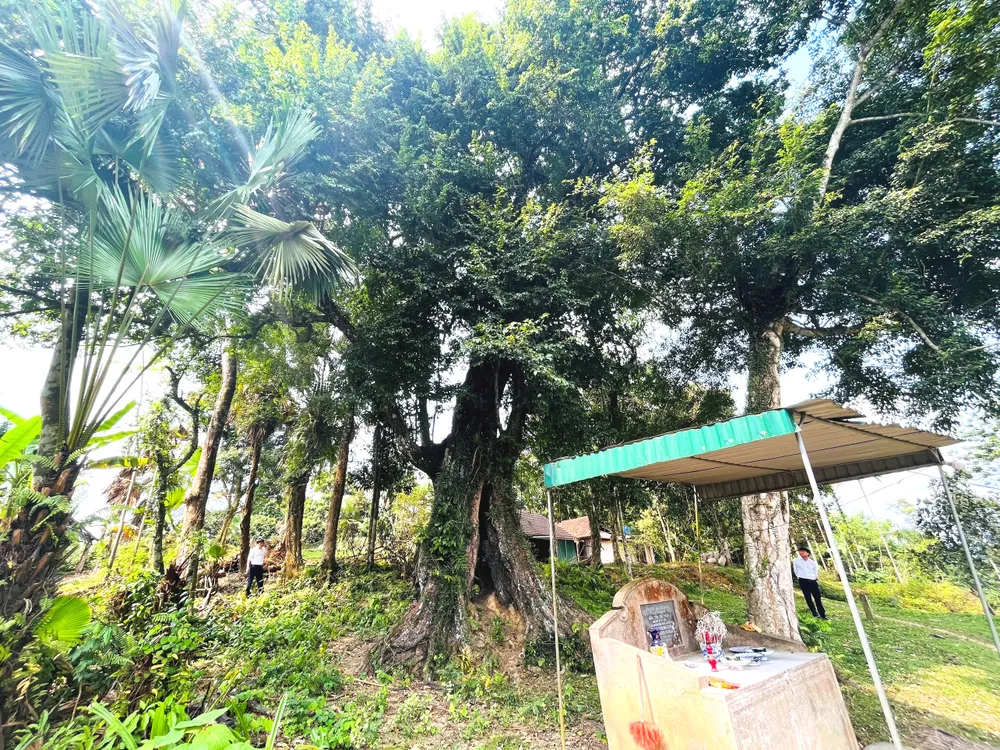 Dưới gốc cây thị, người dân làm một miếu thờ nhỏ khắc tên "Gốc thị sử tích"