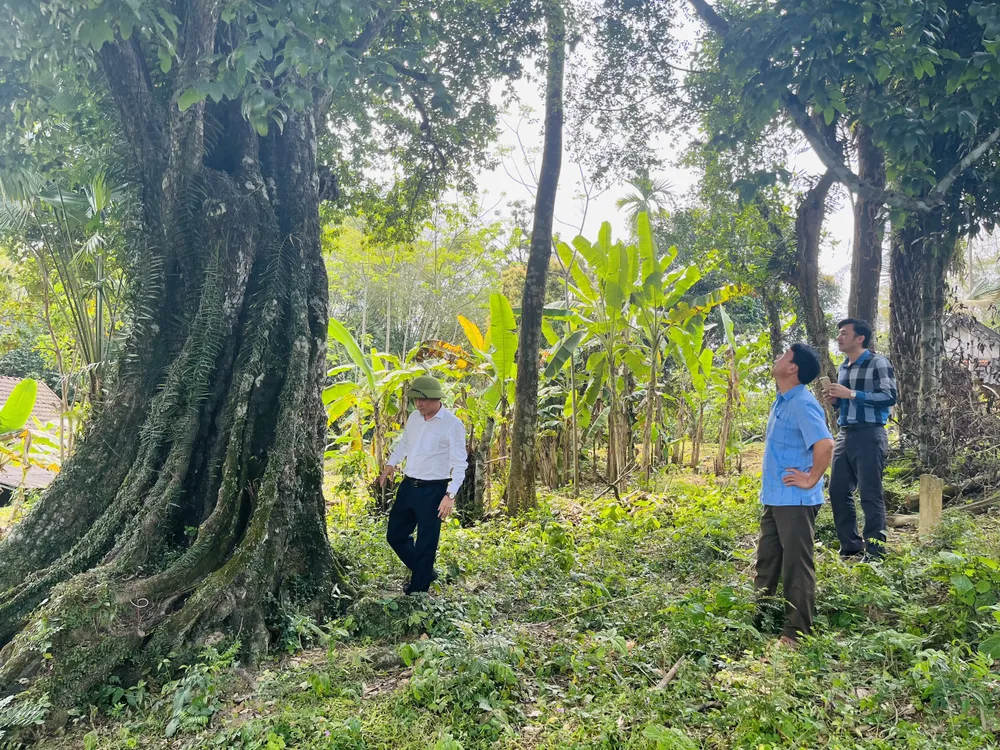 Cây thị có chiều cao 35-50m, cành lá sum suê