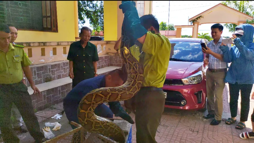 Bàn giao cá thể trăn đất quý hiếm cho cơ quan chức năng Bàn giao cá thể trăn đất quý hiếm cho cơ quan chức năng