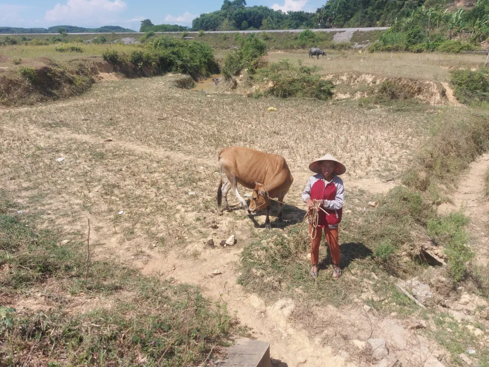 Bà Hoàng Thị Hà chăn bò trên ruộng bỏ hoang ở xã Hương Thủy Bà Hoàng Thị Hà chăn bò trên ruộng bỏ hoang ở xã Hương Thủy