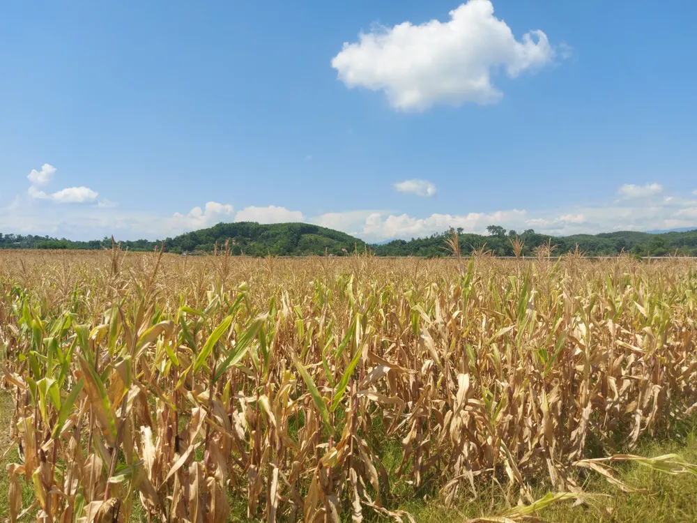 Ruộng bắp bị khô cháy ở xã Hương Thủy Ruộng bắp bị khô cháy ở xã Hương Thủy