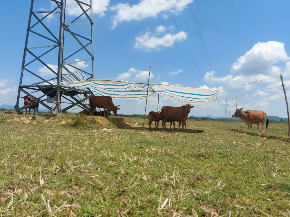 Đàn bò tìm nơi trú nắng trên cánh đồng Đàn bò tìm nơi trú nắng trên cánh đồng