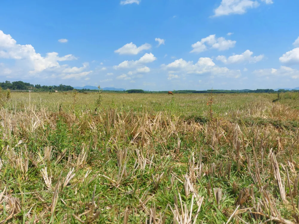 Cỏ dại khô cháy trên cánh đồng bỏ hoang Cỏ dại khô cháy trên cánh đồng bỏ hoang