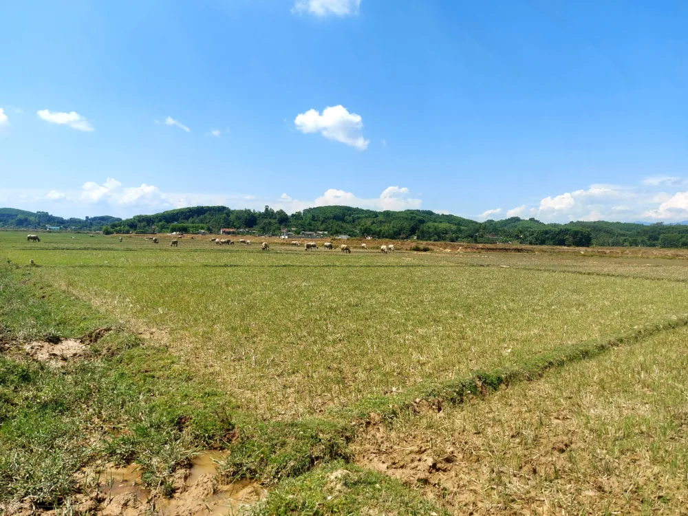 Đồng ruộng bỏ hoang ở xã Hương Thủy Đồng ruộng bỏ hoang ở xã Hương Thủy