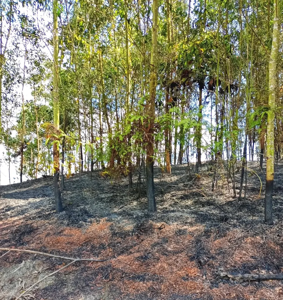 Nhiều diện tích cây keo tràm bị cháy