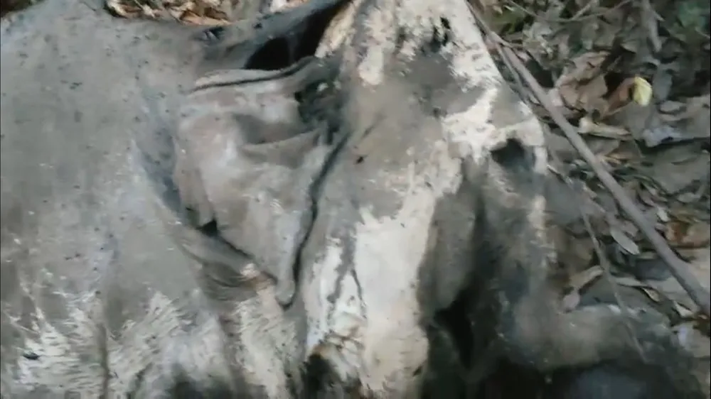 Nhiều bộ phận của voi chết đang trong tình trạng phân hủy