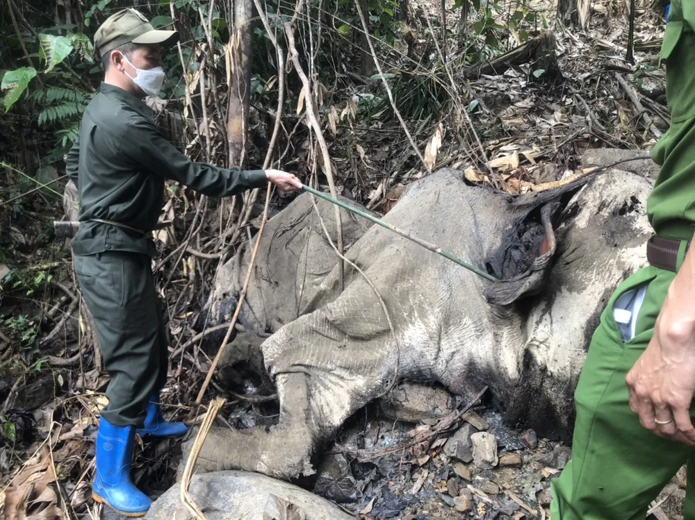 Xác voi đang trong tình trạng phân hủy