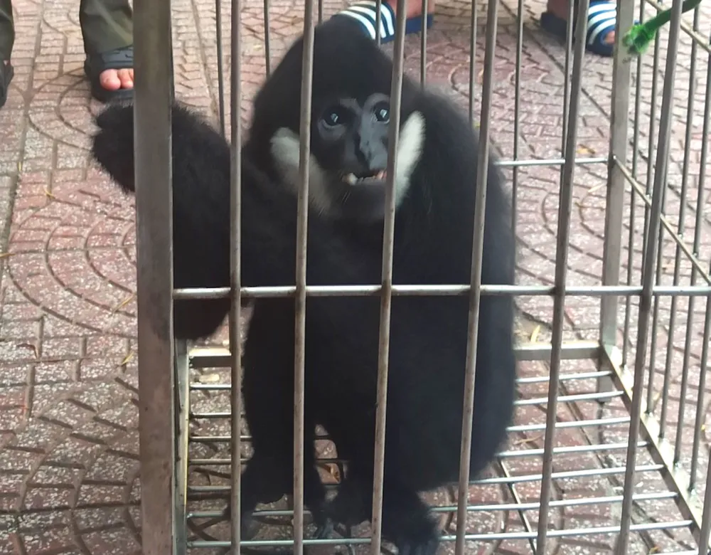 Cá thể vượn đen má trắng