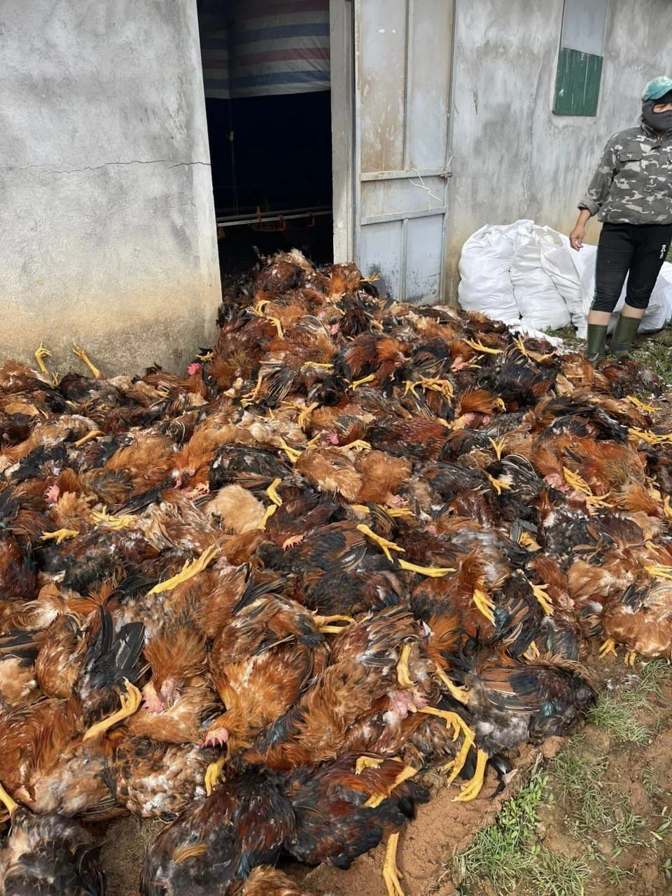 Gà nuôi bị ngạt khí la liệt do sự cố hệ thống quạt gió ngừng vận hành đột ngột Gà nuôi bị ngạt khí la liệt do sự cố hệ thống quạt gió ngừng vận hành đột ngột