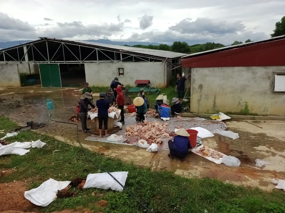 Người dân hỗ trợ trang trại làm thịt, sơ chế và tiêu thụ gà Người dân hỗ trợ trang trại làm thịt, sơ chế và tiêu thụ gà