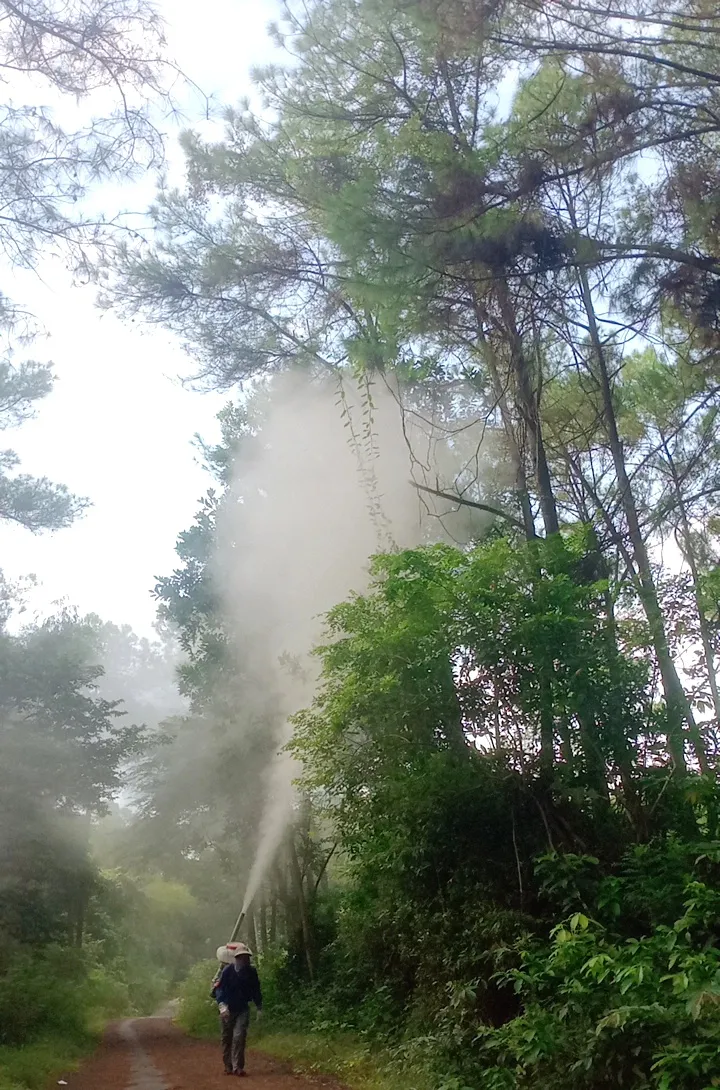 Lực lượng chức năng phun thuốc phòng trừ sâu róm gây hại rừng thông