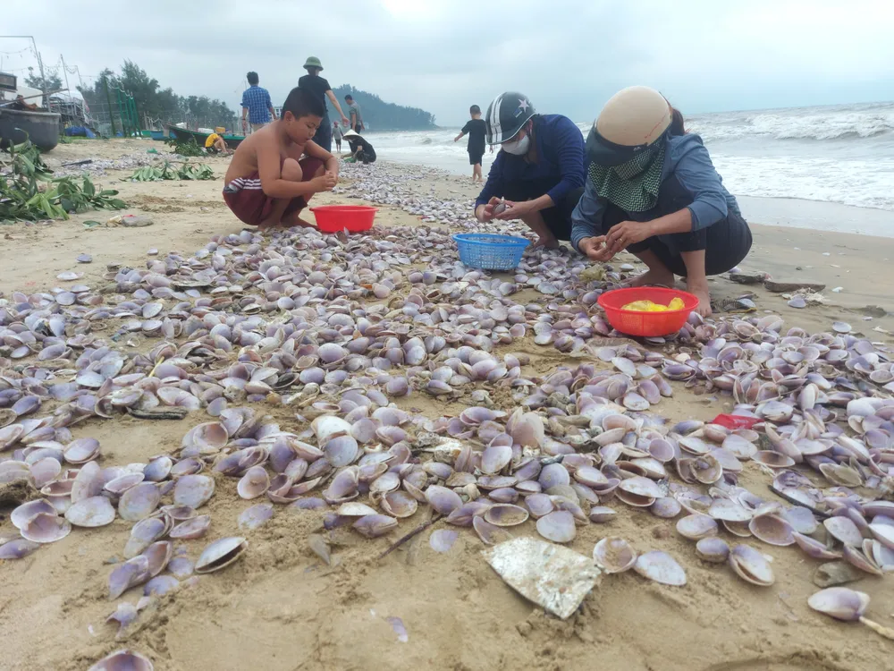 Nhiều người dân nhặt "lộc" sò biển chiều 16-9