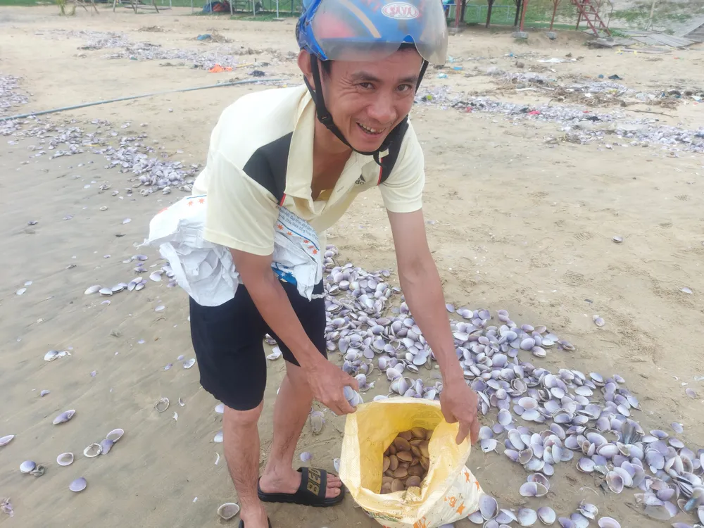 Người dân nhặt sò sống