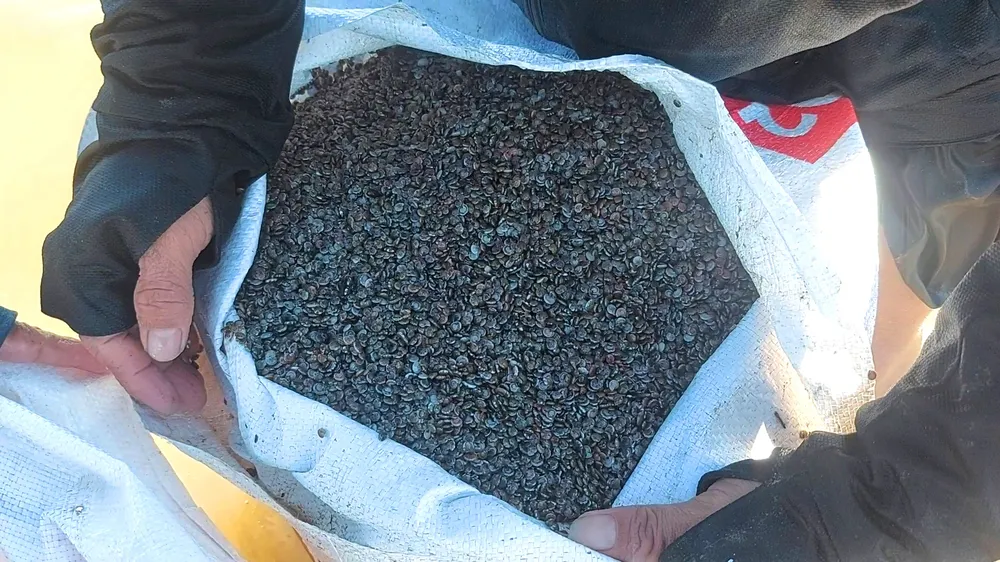 Ốc ruốc sau khi cào được và cho vào các bao tải