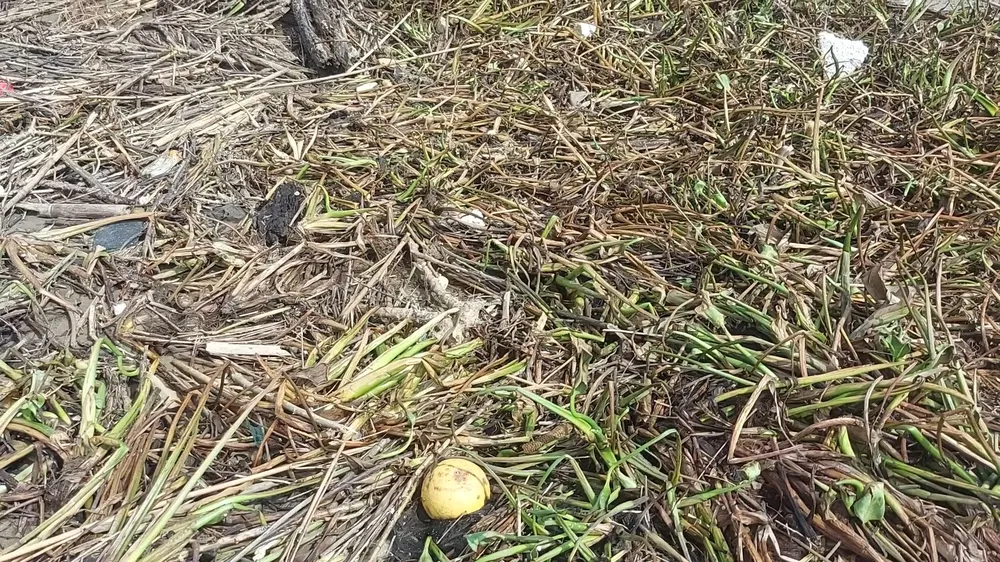 Bèo lục bình dạt vào bãi biển sau mưa lũ vừa qua