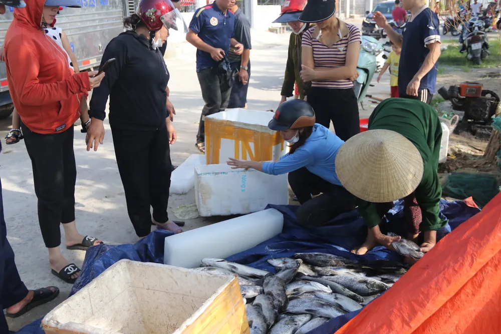 Nhiều người đến thu mua cá giúp người dân Nhiều người đến thu mua cá giúp người dân