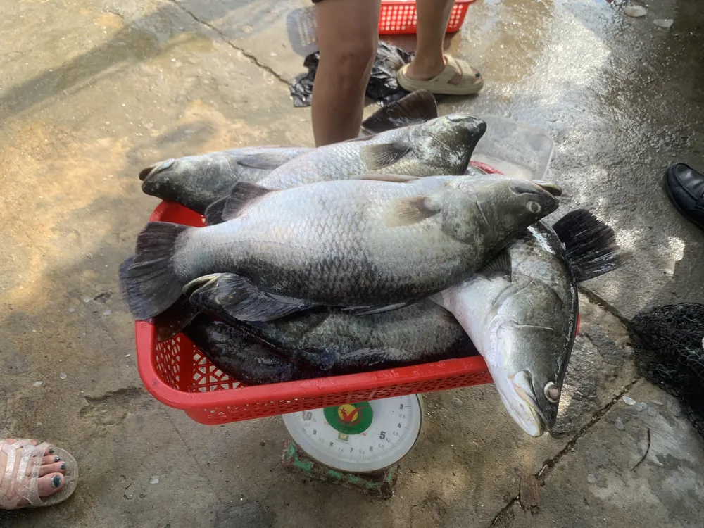 Cá có cân nặng từ 0,5kg đến 7kg/con Cá có cân nặng từ 0,5kg đến 7kg/con