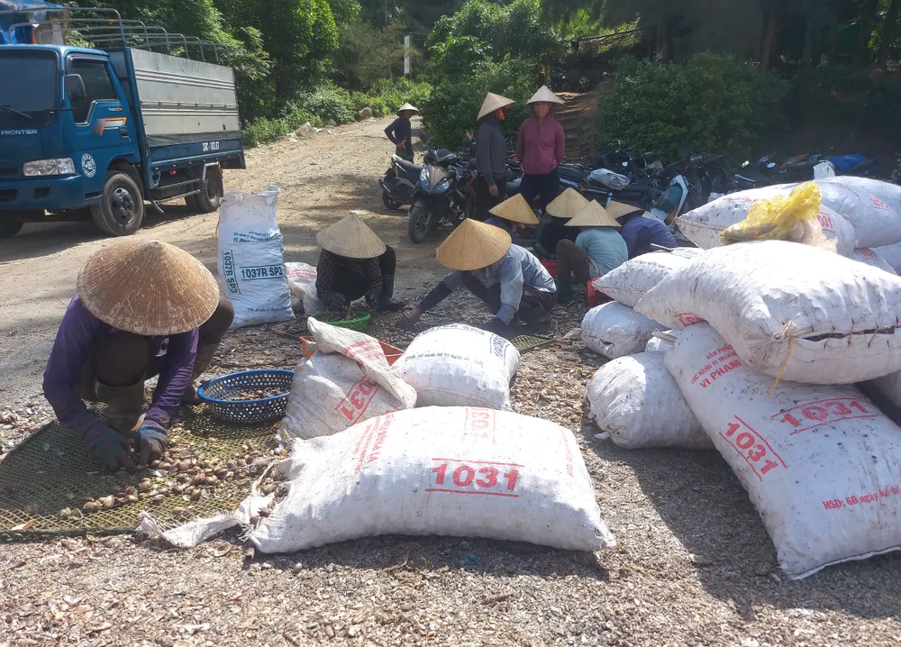 Chị em phụ nữ được thuê phân loại sò lông tại bến Chị em phụ nữ được thuê phân loại sò lông tại bến