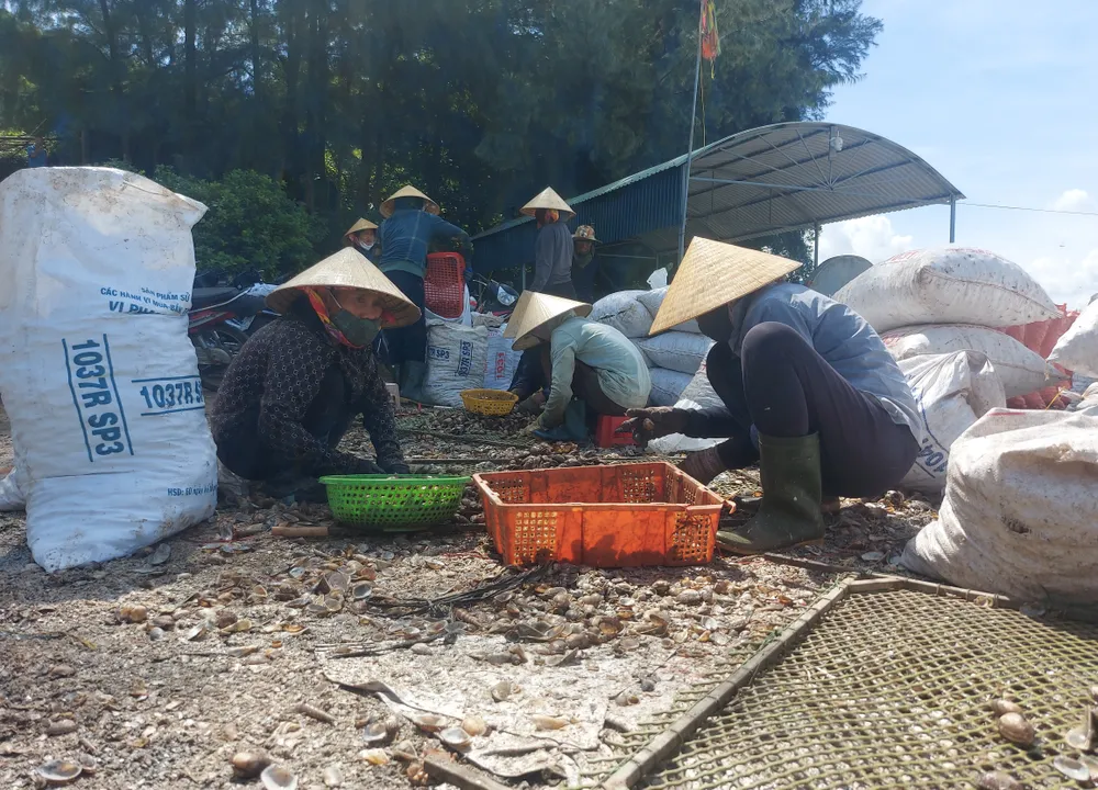 Nhờ đánh bắt được số lượng lớn sò lông nên tạo việc làm cho nhiều lao động Nhờ đánh bắt được số lượng lớn sò lông nên tạo việc làm cho nhiều lao động