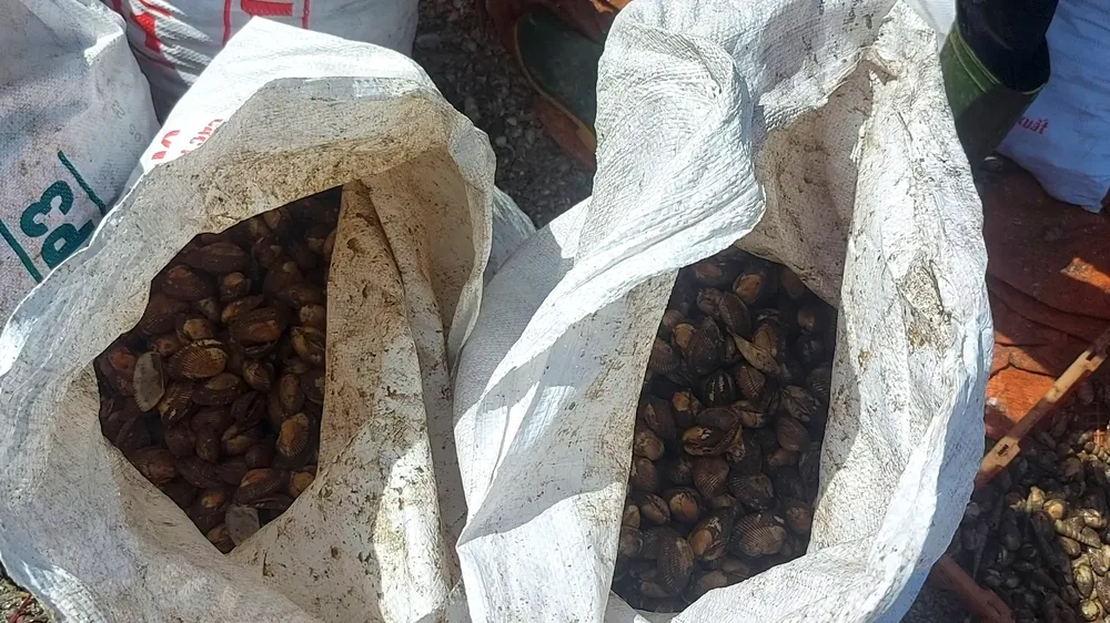 Sò lông được phân loại tại bến Sò lông được phân loại tại bến