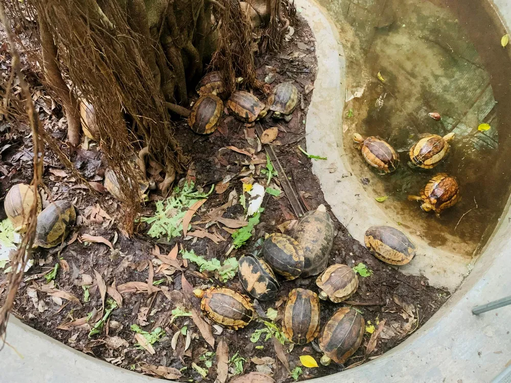 Các cá thể động vật sẽ được chăm sóc trước lúc thả về môi trường tự nhiên