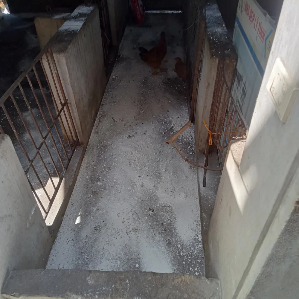 Rắc vôi bột, xử lý khử trùng khu vực chuồng trại chăn nuôi ở xã Cẩm Dương