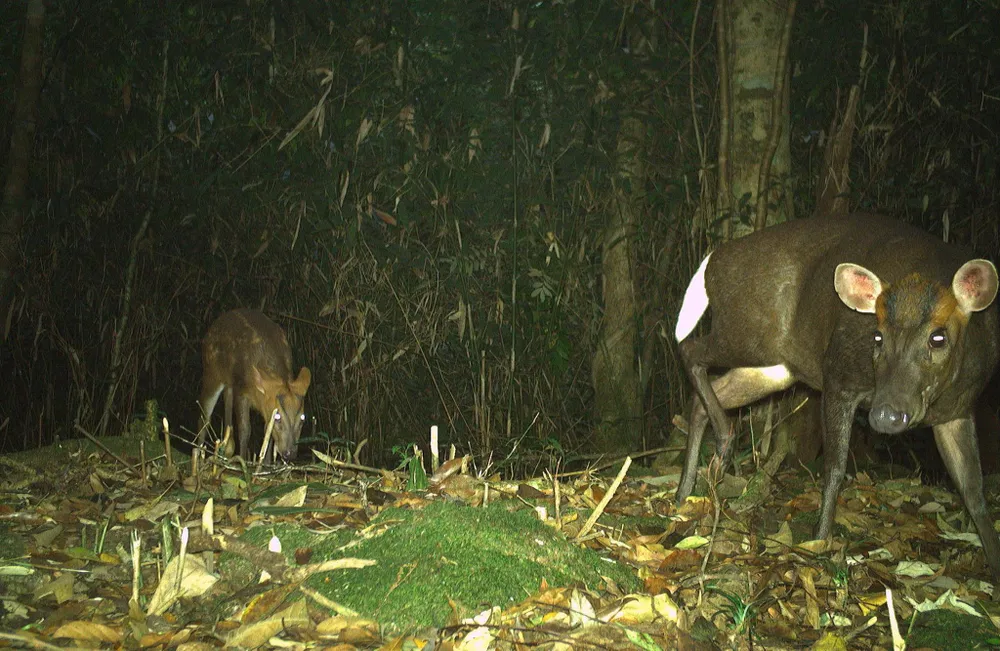 Mang Trường Sơn tại Vườn quốc gia Vũ Quang, tỉnh Hà Tĩnh 12.JPG