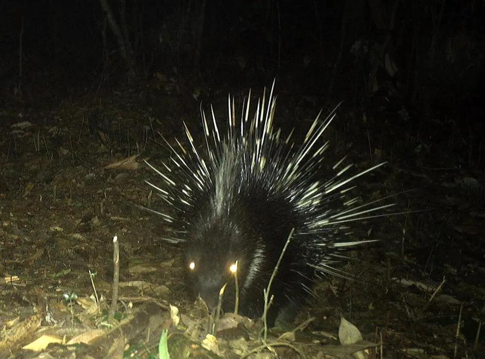 Nhím bờm tại Vườn quốc gia Vũ Quang, tỉnh Hà Tĩnh1.JPG