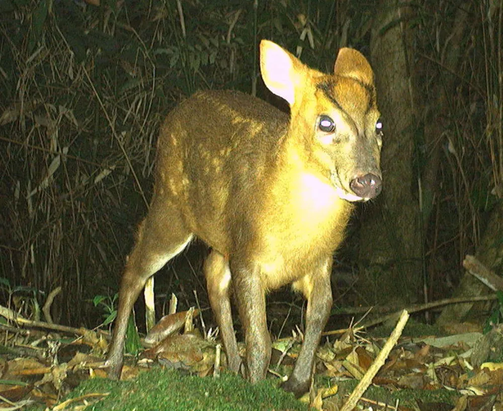Mang Trường Sơn tại Vườn quốc gia Vũ Quang, tỉnh Hà Tĩnh 21 (1).JPG