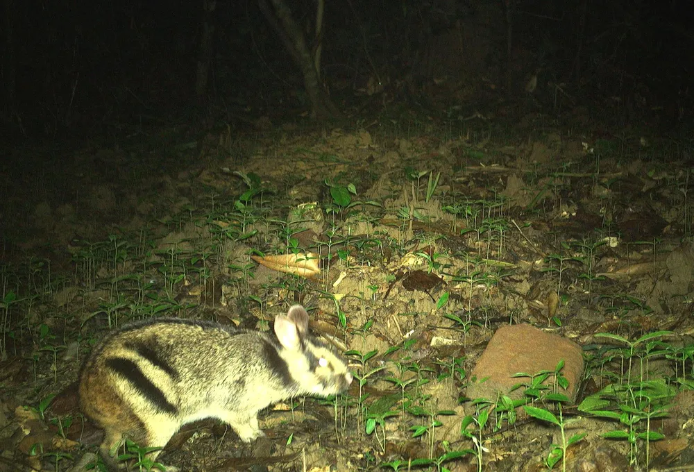 Thỏ vằn Trường Sơn ghi nhận tại Vườn quốc gia Vũ Quang, tỉnh Hà Tĩnh 2.JPG
