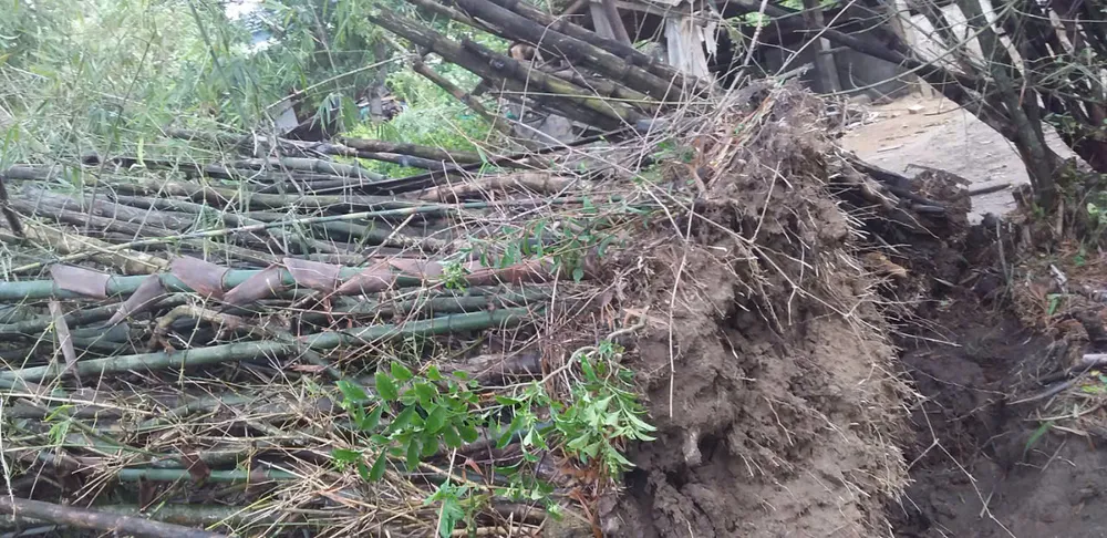 Cây xanh bị đổ ngã ở xã Thịnh Lộc, huyện Lộc Hà, tỉnh Hà Tĩnh