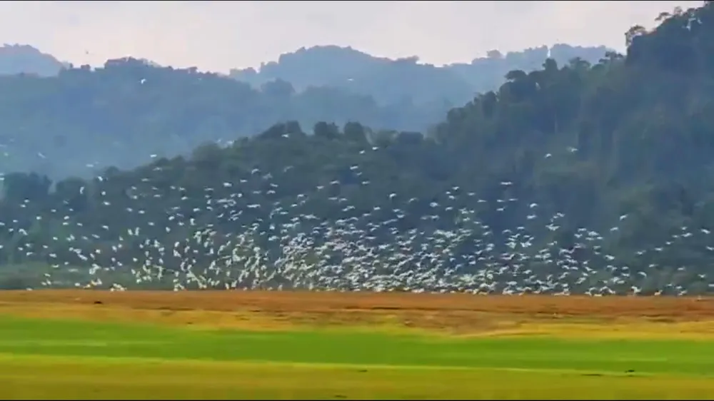 Cò trắng bay dập dìu, chao lượn ở lòng hồ Kẻ Gỗ 
