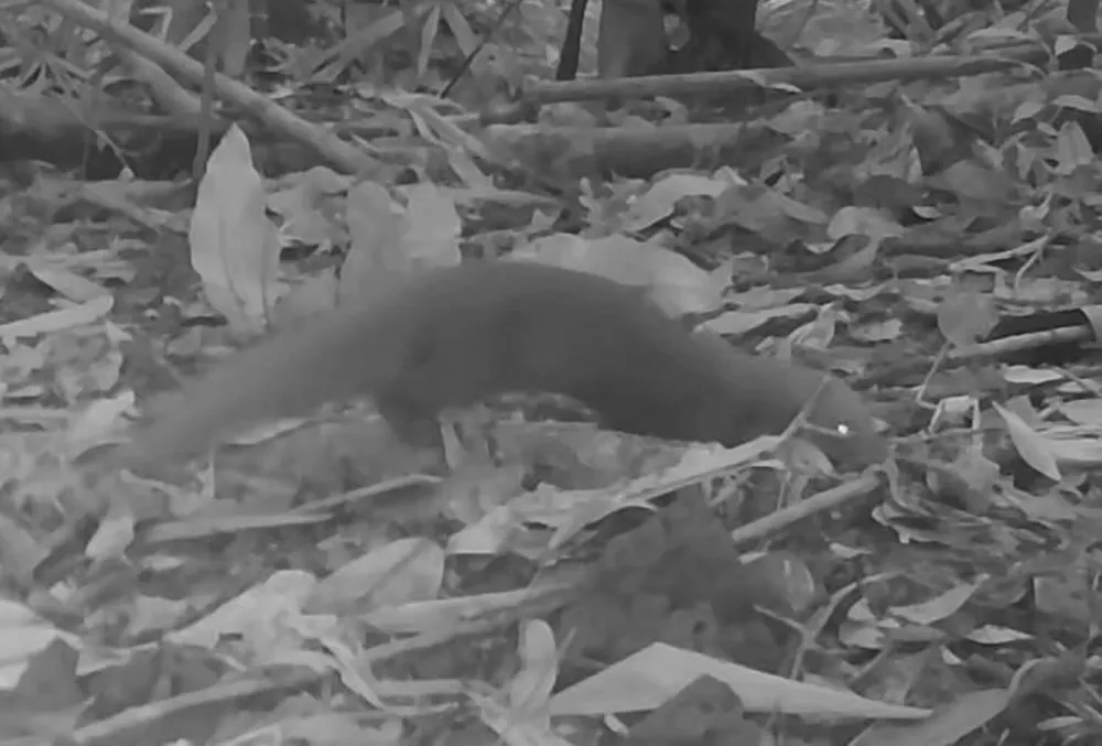 triết chỉ lưng.jpg